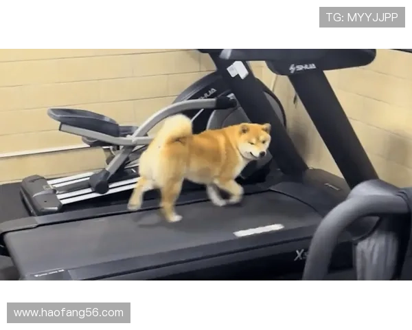 高磊家的狗都比你自律